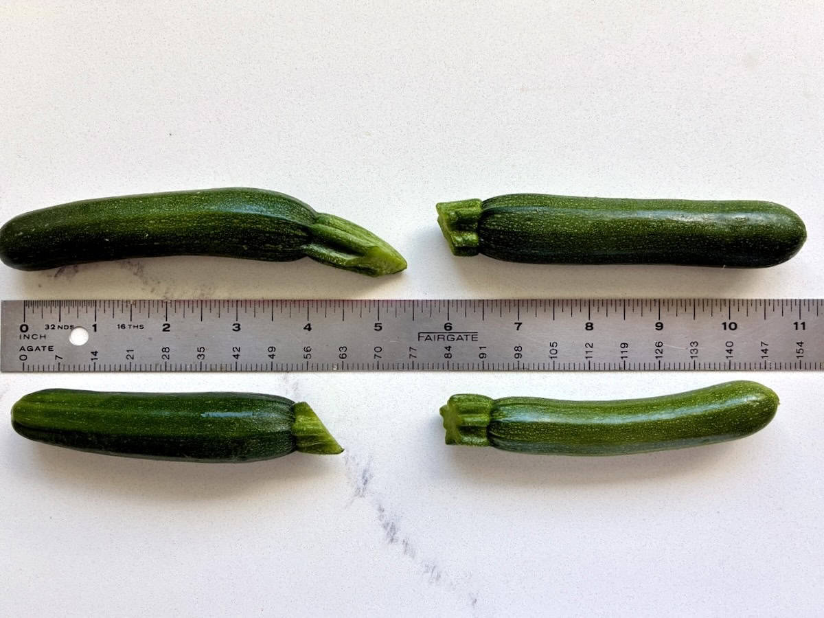 Baby zucchini and a ruler. The best size for zucchini fries air fryer.
